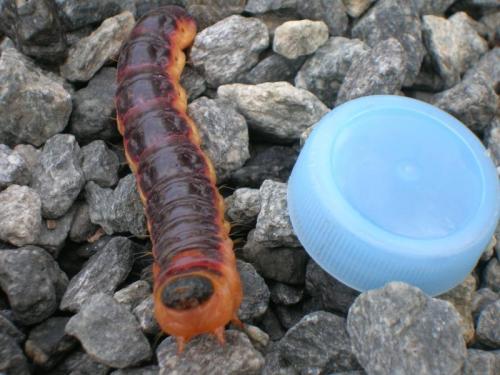 Cossus cossus
