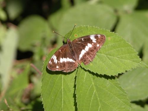 Réf. 14 746 : Limenitis camilla