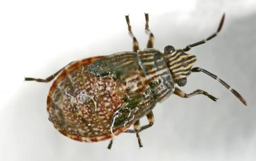 Réf. 14 244 : Nysius sp.