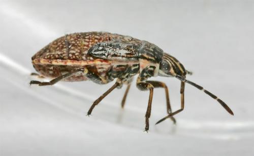 Nysius sp.