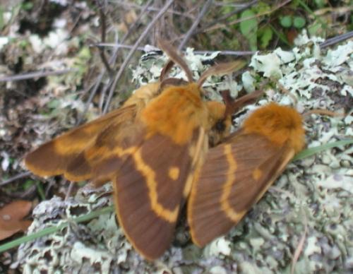 Lemonia dumi