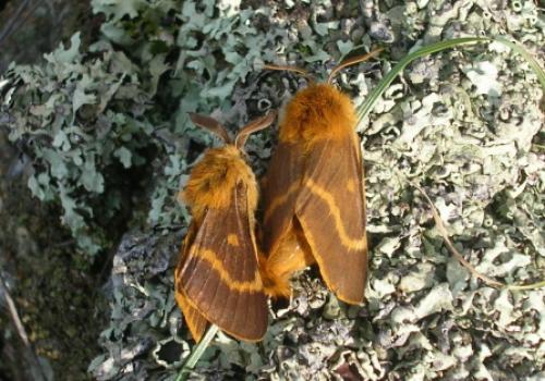 Réf. 14 334 : Lemonia dumi