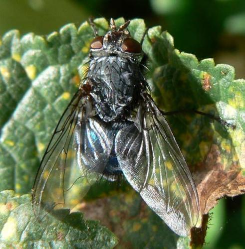 Réf. 14 939 : Calliphora sp.