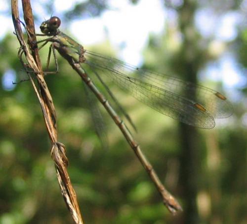 Chalcolestes viridis