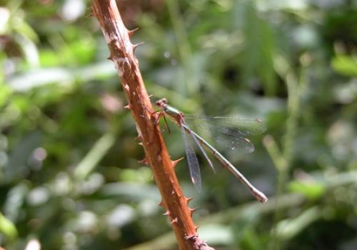Chalcolestes viridis