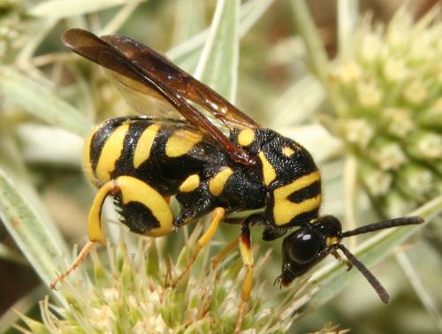 Réf. 14 692 : Leucospis gigas