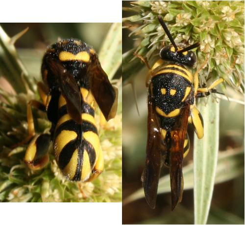 Leucospis gigas
