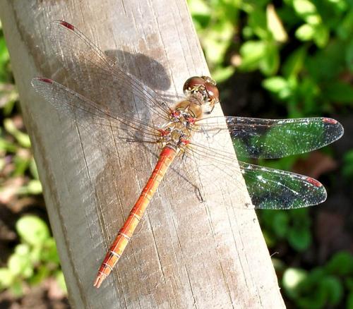 Réf. 14 205 : Sympetrum sp.
