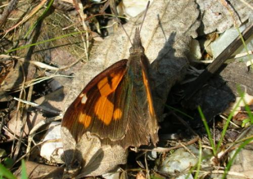 Réf. 14 201 : Libythea celtis