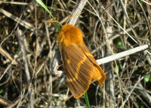Lemonia dumi