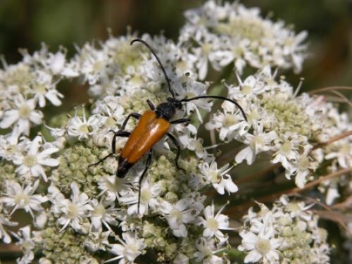 Stictoleptura fulva