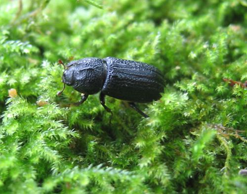 Réf. 14 990 : Sinodendron cylindricum