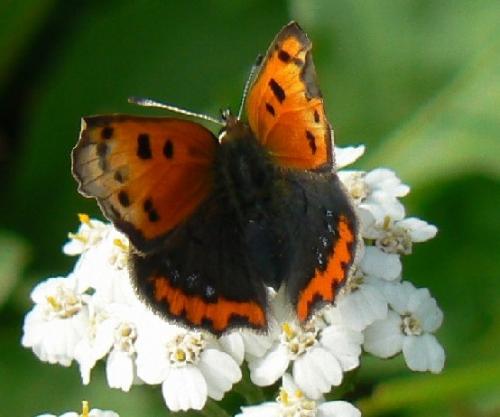 Lycaena phlaeas