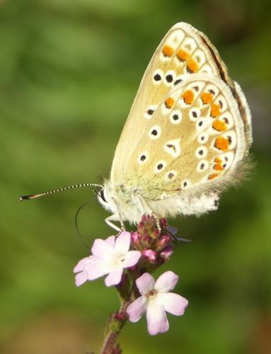Polyommatus icarus