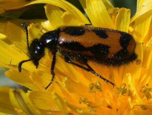 Mylabris flexuosa