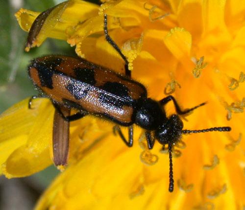 Réf. 14 102 : Mylabris flexuosa