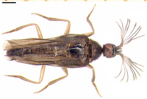 Ripidius abeillei