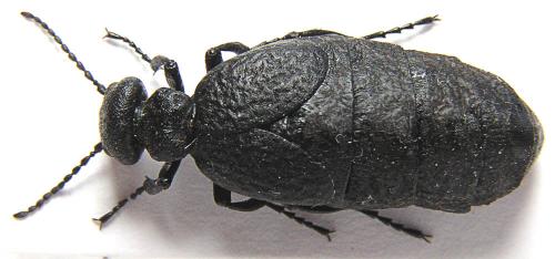 Réf. 14 805 : Meloe mediterraneus