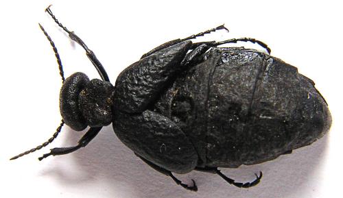 Réf. 14 807 : Meloe mediterraneus