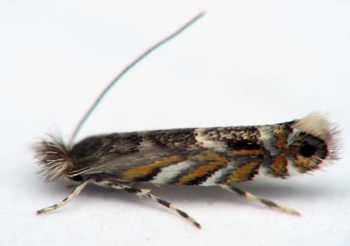 Phyllonorycter robiniella
