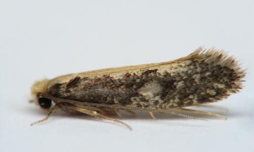 Monopis sp.