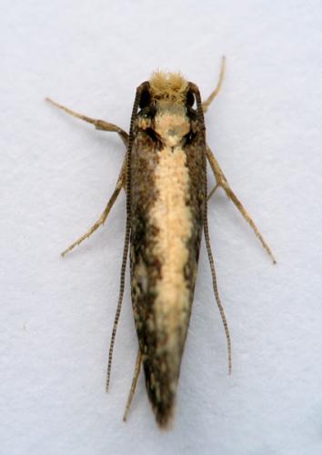 Monopis sp.