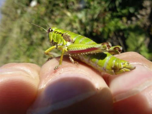 Miramella alpina