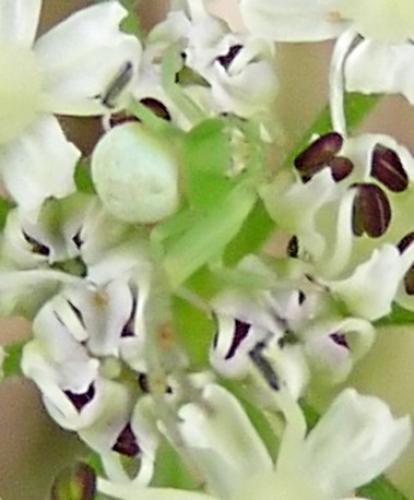 Ebrechtella tricuspidata