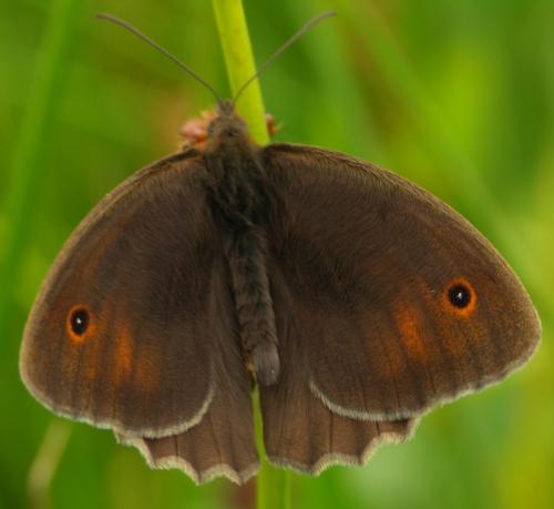 Maniola jurtina
