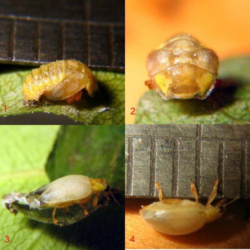 Vibidia duodecimguttata