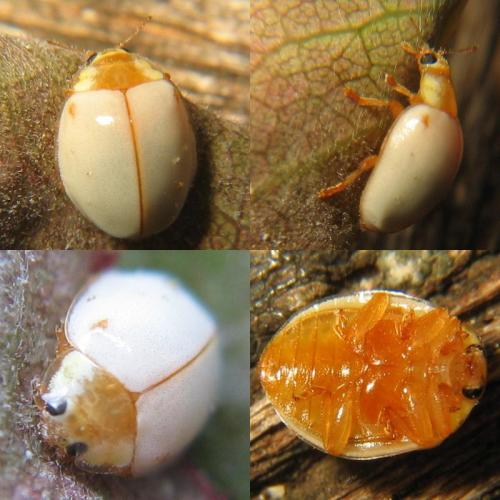 Vibidia duodecimguttata