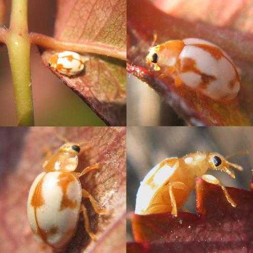 Vibidia duodecimguttata
