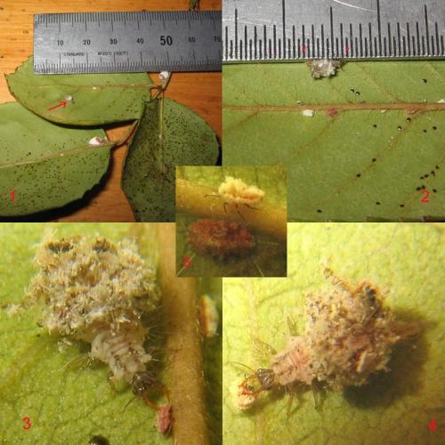 Apertochrysa prasina