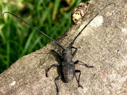 Morimus asper