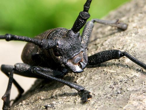 Morimus asper