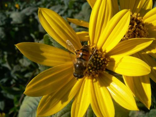 Eristalis tenax