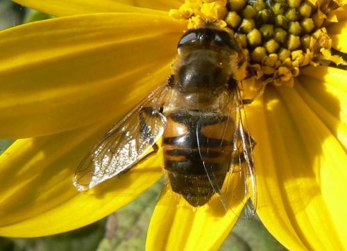 Eristalis tenax