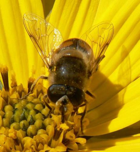 Eristalis tenax