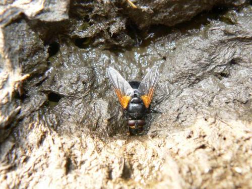 Mesembrina meridiana