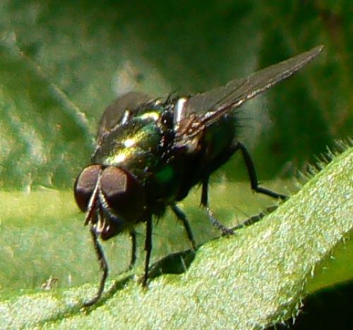 Lucilia sp.