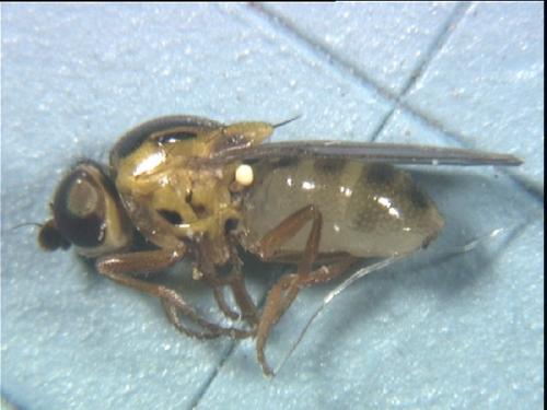 Thaumatomyia sp.