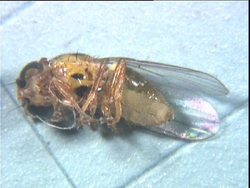 Thaumatomyia sp.