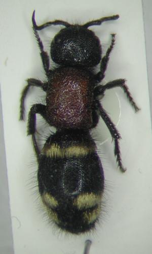 Mutilla europaea