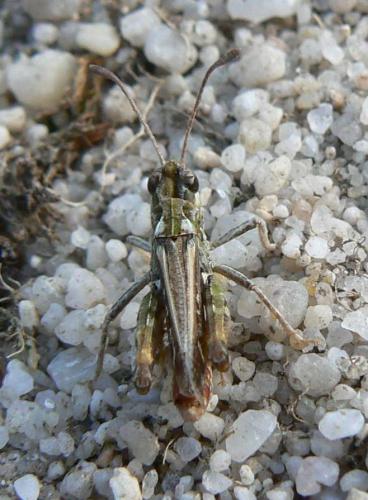 Myrmeleotettix maculatus maculatus