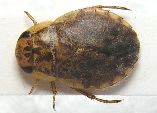Naucoris maculatus