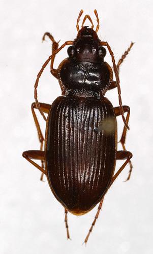 Nebria sp.