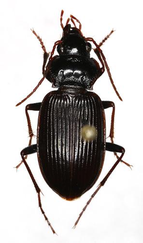 Nebria sp.