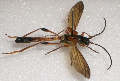 Necydalis major