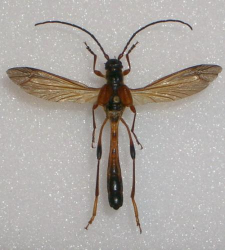 Necydalis major