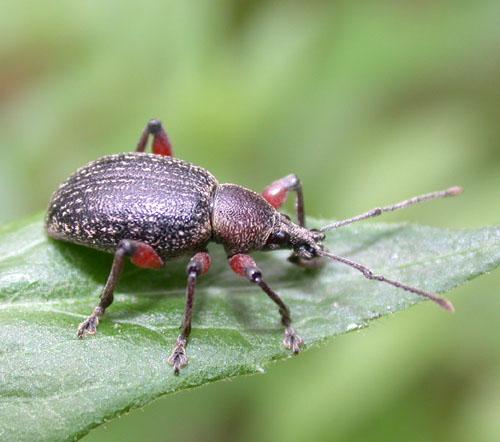 Réf. 14 111 : Otiorhynchus sp.